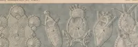 Picture 3 of 8 from Kunstformen der Natur (1899), leaf 173