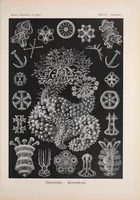 An illustration from Kunstformen der Natur (1899)