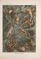 An illustration from Kunstformen der Natur (1899)