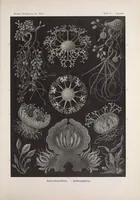 An illustration from Kunstformen der Natur (1899)
