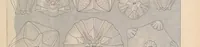 Picture 7 of 8 from Kunstformen der Natur (1899), leaf 421