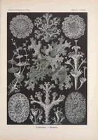 An illustration from Kunstformen der Natur (1899)