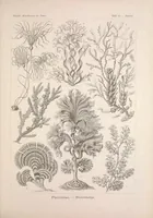 An illustration from Kunstformen der Natur (1899)