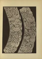 An illustration from Lace album : a series of twenty-six plates of designs for lace (1878)