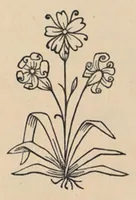 An illustration from Old point lace and how to copy and imitate it (1878)