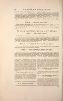 An illustration from Locupletissimi rerum naturalium thesauri accurata descriptio, et iconibus artificiosissimis expressio, per universam physices historiam : Opus, cui, in hoc rerum genere, nullum par exstitit (1734)