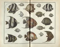 An illustration from Locupletissimi rerum naturalium thesauri accurata descriptio, et iconibus artificiosissimis expressio, per universam physices historiam : Opus, cui, in hoc rerum genere, nullum par exstitit (1734)