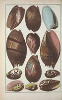 An illustration from Locupletissimi rerum naturalium thesauri accurata descriptio, et iconibus artificiosissimis expressio, per universam physices historiam : Opus, cui, in hoc rerum genere, nullum par exstitit (1734)