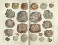 An illustration from Locupletissimi rerum naturalium thesauri accurata descriptio, et iconibus artificiosissimis expressio, per universam physices historiam : Opus, cui, in hoc rerum genere, nullum par exstitit (1734)