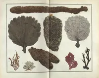An illustration from Locupletissimi rerum naturalium thesauri accurata descriptio, et iconibus artificiosissimis expressio, per universam physices historiam : Opus, cui, in hoc rerum genere, nullum par exstitit (1734)
