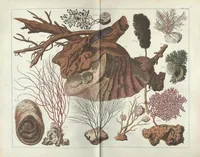 An illustration from Locupletissimi rerum naturalium thesauri accurata descriptio, et iconibus artificiosissimis expressio, per universam physices historiam : Opus, cui, in hoc rerum genere, nullum par exstitit (1734)