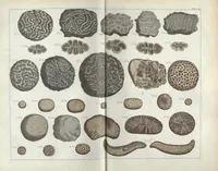 An illustration from Locupletissimi rerum naturalium thesauri accurata descriptio, et iconibus artificiosissimis expressio, per universam physices historiam : Opus, cui, in hoc rerum genere, nullum par exstitit (1734)