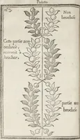 Picture 15 of 22 from Le dessinateur, pour les fabriques, d'étoffes, d'or, d'argent et de soie : avec la traduction de six tables raisonnées, tirées de l'Abecedario pittorico, imprimé à Naples en 1733 (1765), leaf 115
