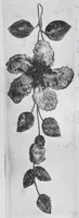 Picture 11 of 11 from [Sample book of trims] (1800), leaf 75