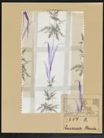 Picture 3 of 9 from Collection Empire (1900), leaf 171