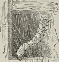 An illustration from How to use Florence knitting silk : no. 4 (1882)