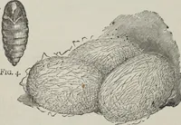 An illustration from How to use Florence knitting silk : no. 4 (1882)