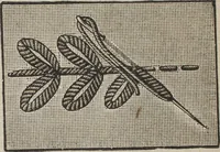 An illustration from Florence home needle-work (1889)