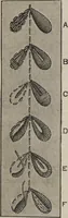 An illustration from Florence home needle-work (1889)
