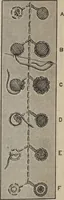 An illustration from Florence home needle-work (1889)