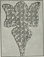 An illustration from Florence home needle-work (1891)