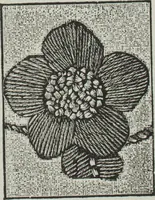 An illustration from Florence home needle-work (1891)