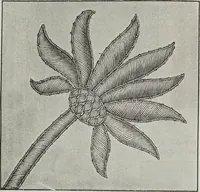 An illustration from Florence home needle-work (1891)