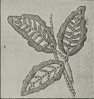Picture 142 of 165 from Florence home needle-work (1891), leaf 82