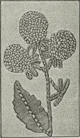 An illustration from Florence home needle-work (1891)