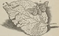 An illustration from Florence home needle-work (1893)