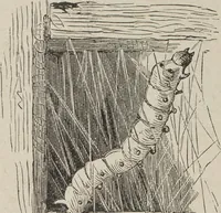 An illustration from Florence home needle-work (1893)