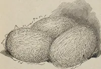 An illustration from Florence home needle-work (1893)