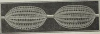 Picture 12 of 94 from Florence home needle-work (1895), leaf 14