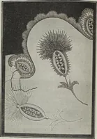 Picture 14 of 94 from Florence home needle-work (1895), leaf 15