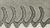 Picture 55 of 94 from Florence home needle-work (1895), leaf 52