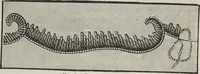 An illustration from Florence home needle-work (1896)