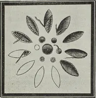 An illustration from Florence home needle-work (1896)