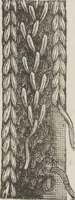 An illustration from Complete guide to the work-table : containing instructions in Berlin work, crochet, drawn-thread work, embroidery, knitting, knotting or macrame, lace, netting, poonah painting, & tatting, with numerous illustrations and coloured designs (1884)