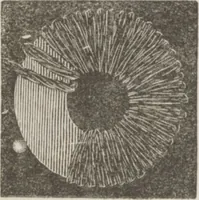 An illustration from Complete guide to the work-table : containing instructions in Berlin work, crochet, drawn-thread work, embroidery, knitting, knotting or macrame, lace, netting, poonah painting, & tatting, with numerous illustrations and coloured designs (1884)