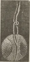 An illustration from Complete guide to the work-table : containing instructions in Berlin work, crochet, drawn-thread work, embroidery, knitting, knotting or macrame, lace, netting, poonah painting, & tatting, with numerous illustrations and coloured designs (1884)