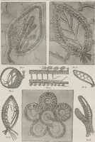 An illustration from Complete guide to the work-table : containing instructions in Berlin work, crochet, drawn-thread work, embroidery, knitting, knotting or macrame, lace, netting, poonah painting, & tatting, with numerous illustrations and coloured designs (1884)