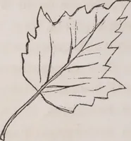 An illustration from Leaf and flower pictures, and how to make them (1859)