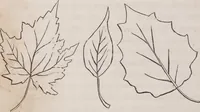 An illustration from Leaf and flower pictures, and how to make them (1859)