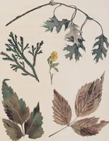 Picture 13 of 18 from Leaf and flower pictures, and how to make them (1859), leaf 58
