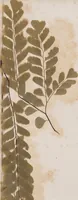 Picture 14 of 18 from Leaf and flower pictures, and how to make them (1859), leaf 66