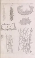 An illustration from Marcelli Malpighii philosophi & medici Bononiensis, è Regia Societate, Anatome plantarum : Cui subjungitur appendix, iteratas & auctas ejusdem authoris De ovo incubato observationes continens (1675)