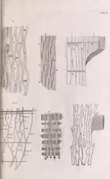 An illustration from Marcelli Malpighii philosophi & medici Bononiensis, è Regia Societate, Anatome plantarum : Cui subjungitur appendix, iteratas & auctas ejusdem authoris De ovo incubato observationes continens (1675)
