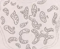 An illustration from Marcelli Malpighii philosophi & medici Bononiensis, è Regia Societate, Anatome plantarum : Cui subjungitur appendix, iteratas & auctas ejusdem authoris De ovo incubato observationes continens (1675)