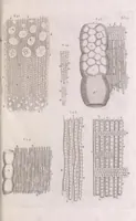 An illustration from Marcelli Malpighii philosophi & medici Bononiensis, è Regia Societate, Anatome plantarum : Cui subjungitur appendix, iteratas & auctas ejusdem authoris De ovo incubato observationes continens (1675)