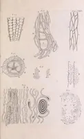 An illustration from Marcelli Malpighii philosophi & medici Bononiensis, è Regia Societate, Anatome plantarum : Cui subjungitur appendix, iteratas & auctas ejusdem authoris De ovo incubato observationes continens (1675)